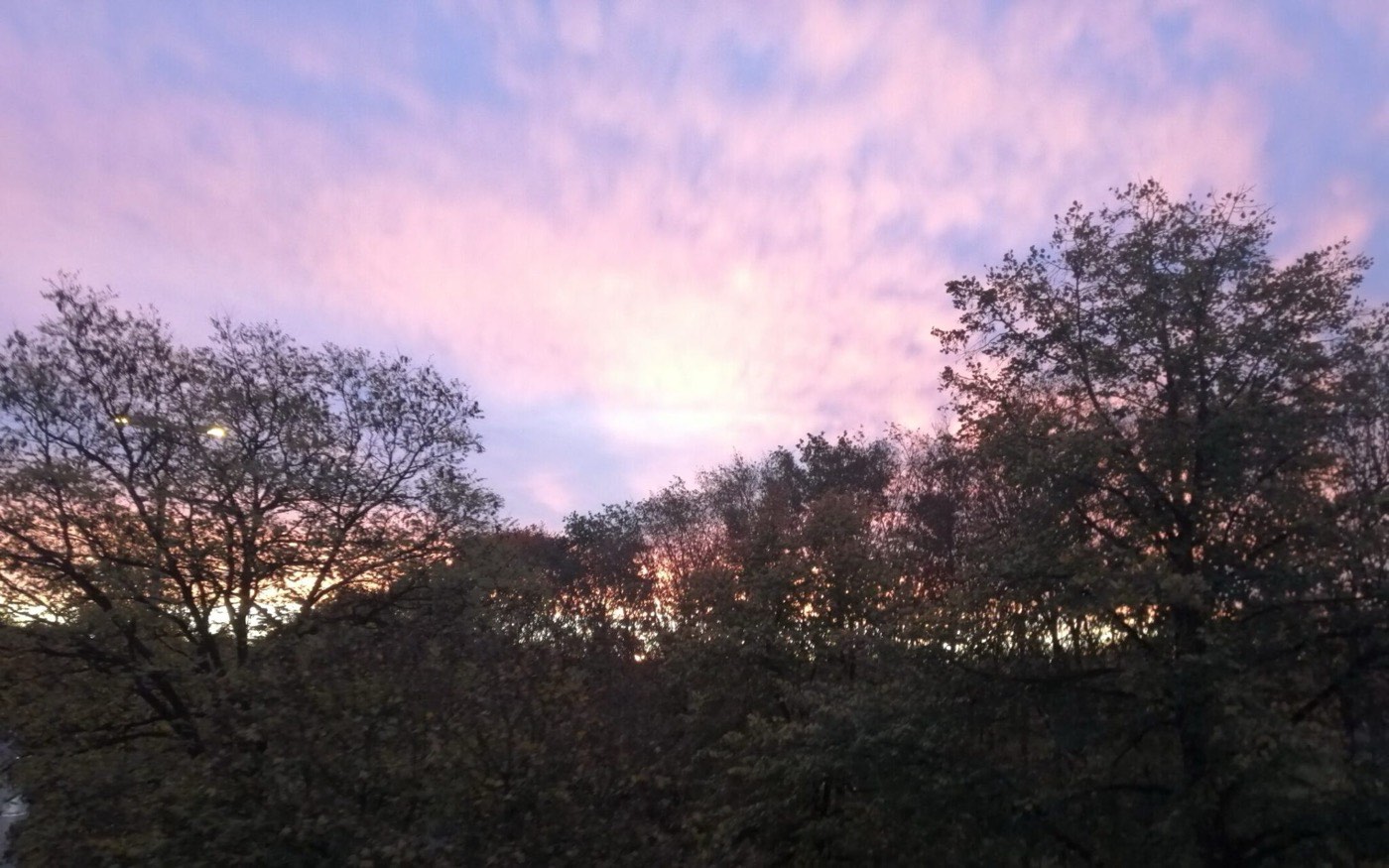 Rosa-violettes Abendrot über Baumwipfeln in der Dämmerung