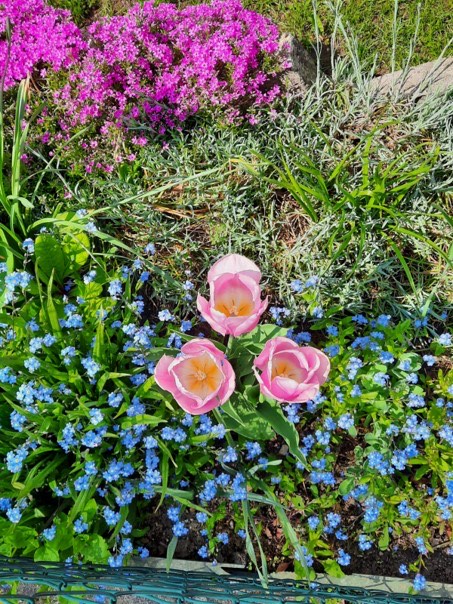 Rosa Tulpen zwischen blauen Vergissmeinnicht in einem Frühlingsbeet