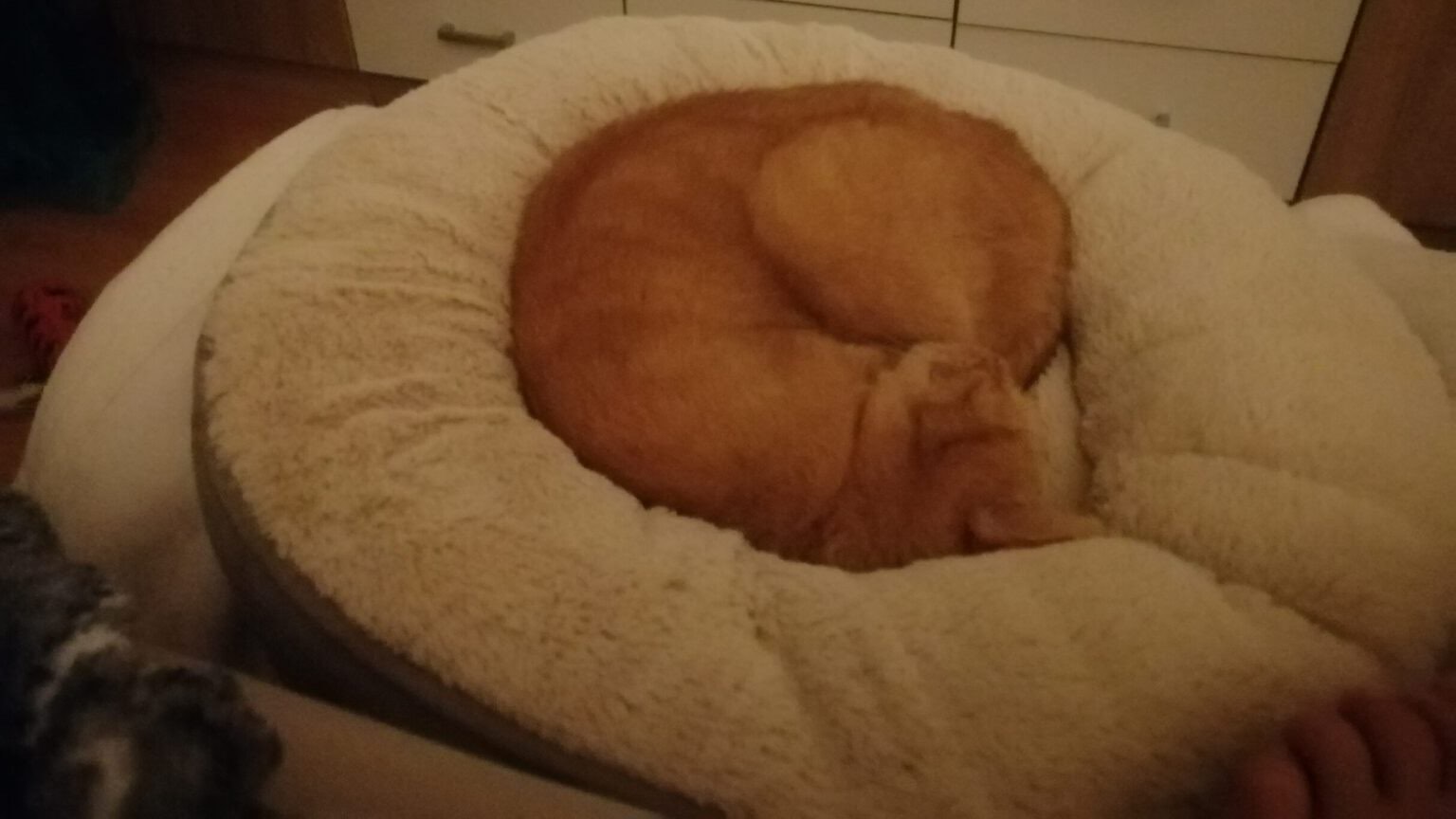 Rot getigerte Katze schläft zusammengerollt in einem weichen weißen Katzenbett