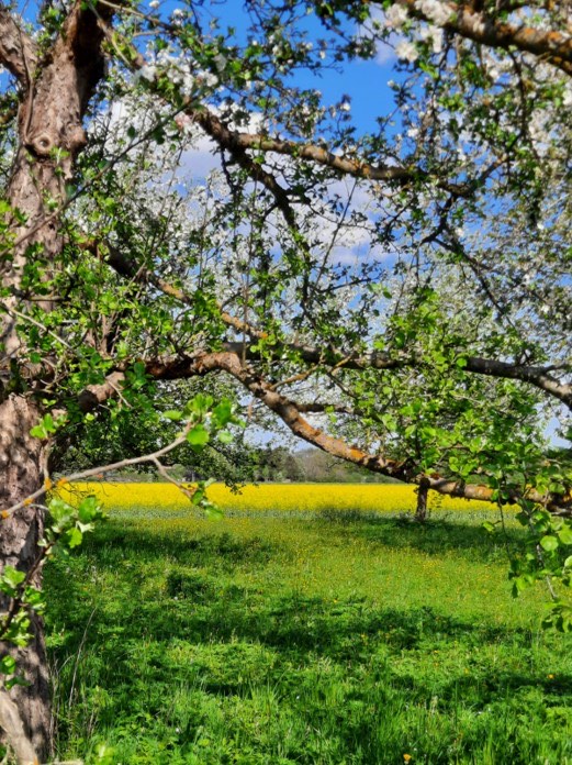 Blühender Obstbaum auf einer Frühlingswiese mit gelbem Rapsfeld im Hintergrund – Sinnbild für Wachstum und Entspannung