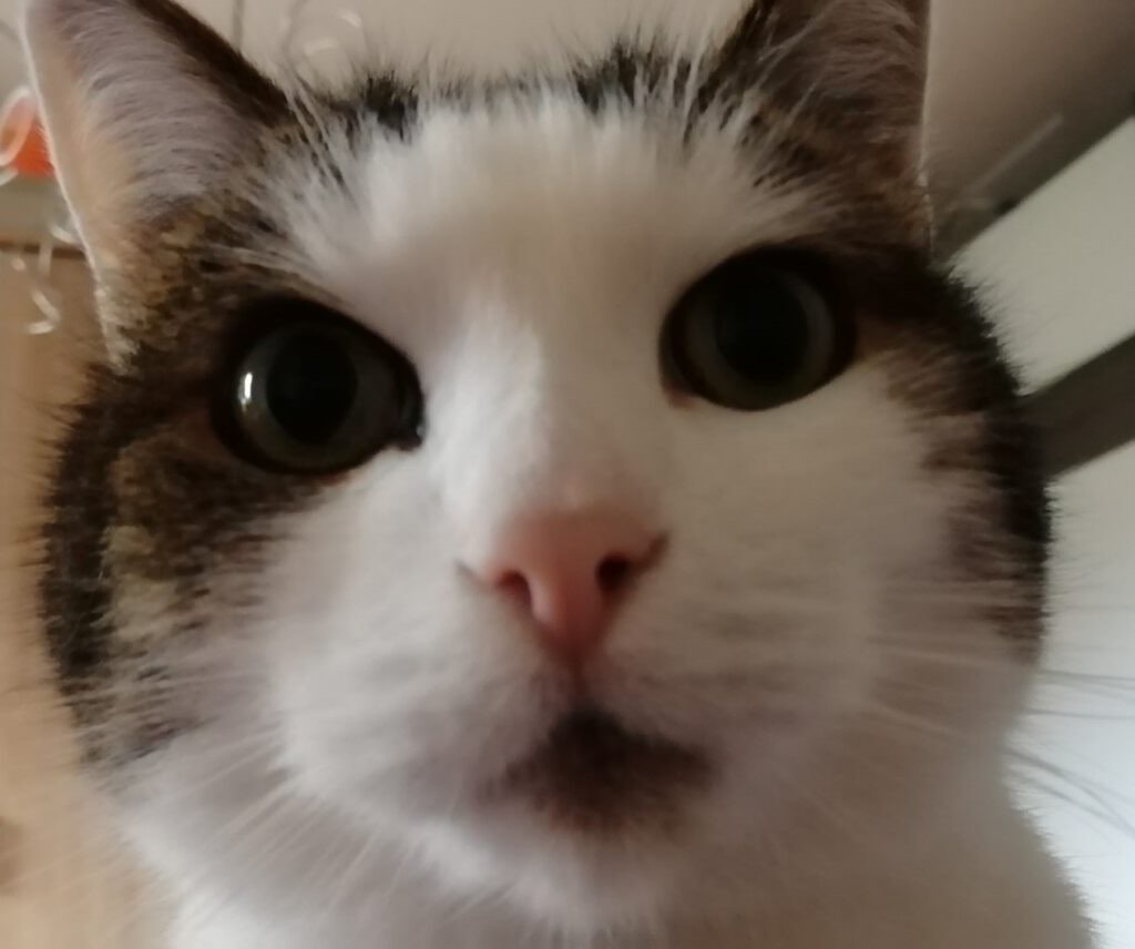 Weiß-getigerte Katze der Praxisinhaberin schaut aus nächster Nähe in die Kamera