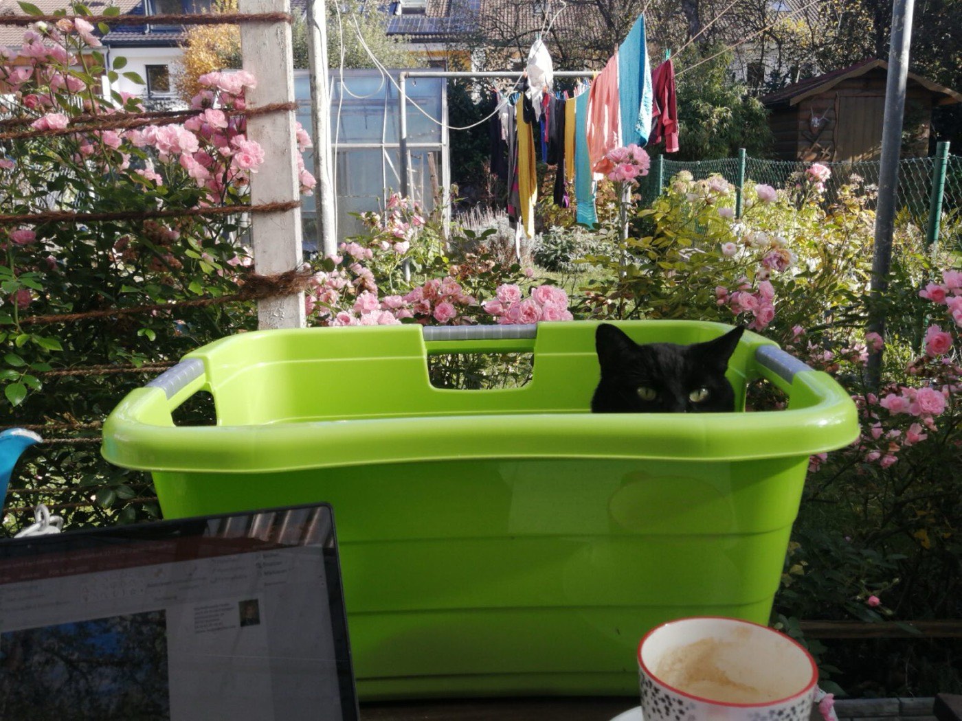 Schwarze Katze sitzt in einem grünen Wäschekorb im blühenden Rosengarten von Sabine Finster